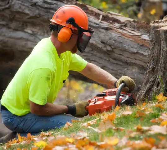 tree services Mastic Beach